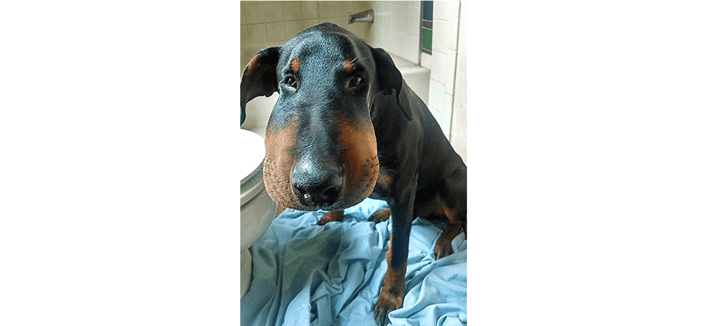 Black dog with large cheeks from bee stings