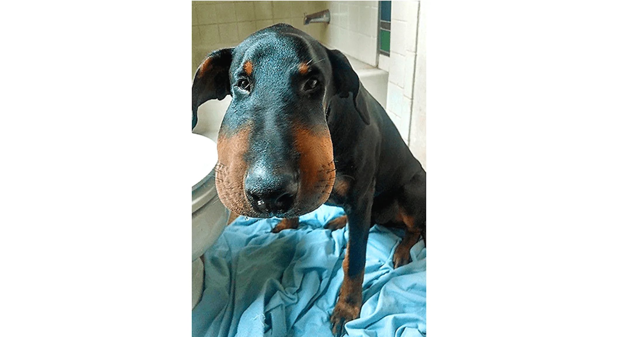 Black dog with large cheeks from bee stings Black dog with large cheeks from bee stings