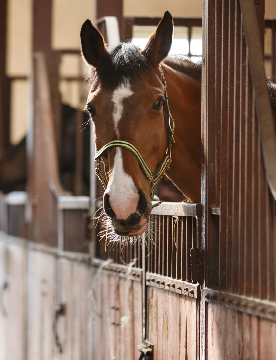 Brown horse in barn