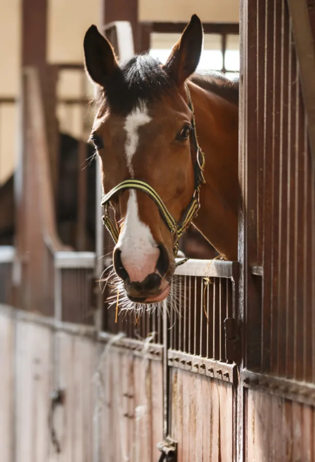 Brown horse in barn