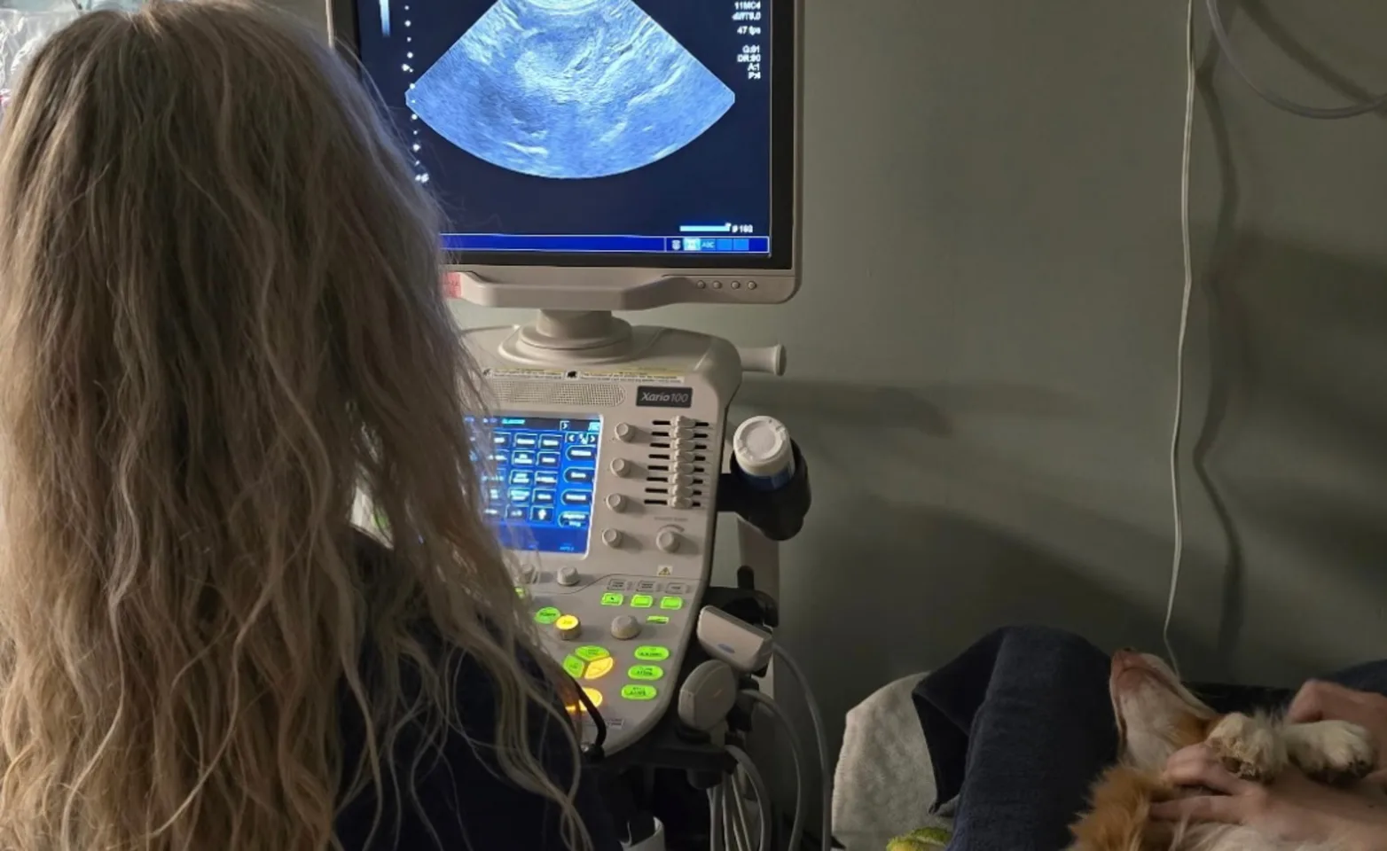 Veterinary staff member looking at an ultrasound of a dog Veterinary staff member looking at an ultrasound of a dog