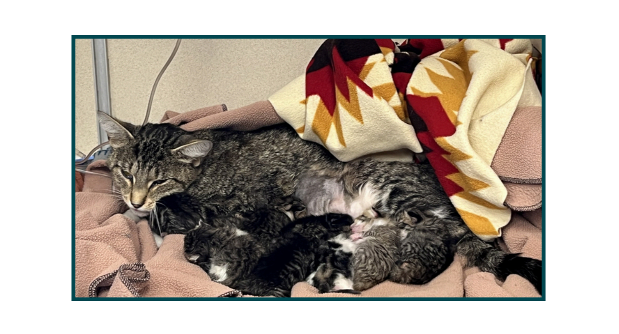 Marigold (Cat) Cuddling with 9 Kittens