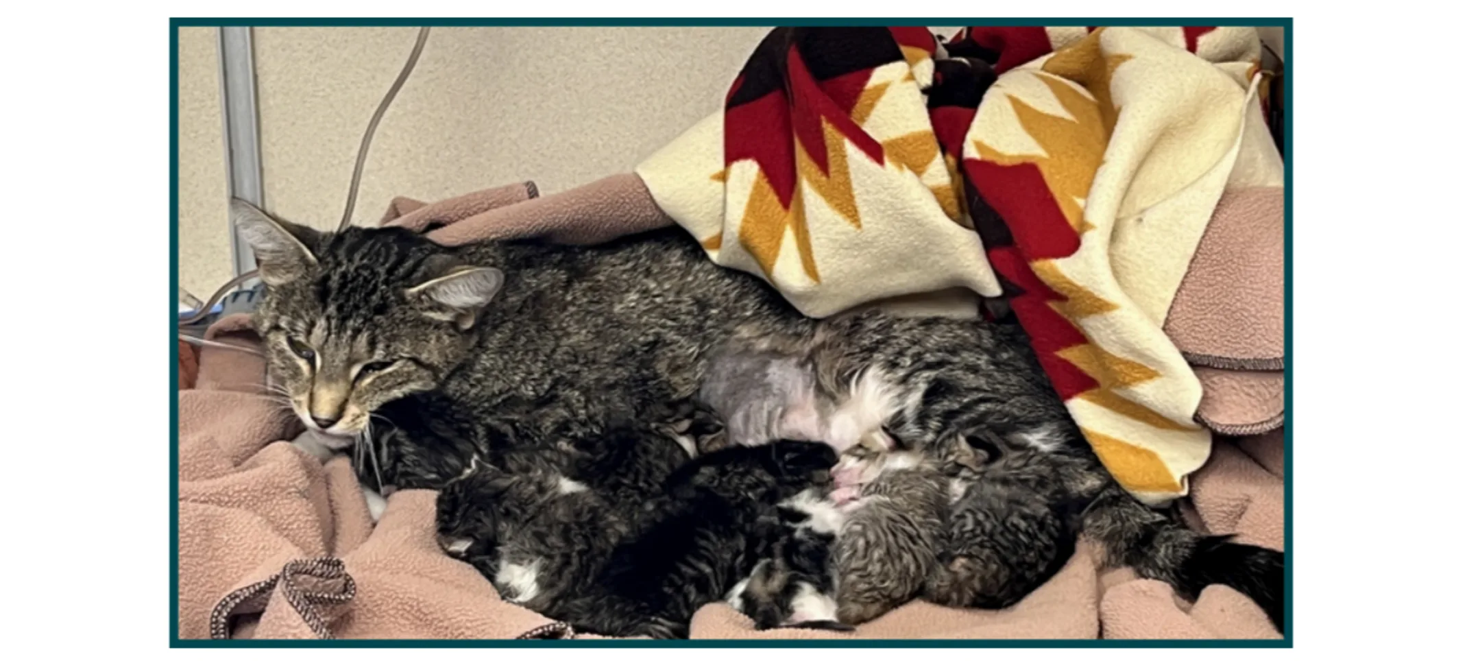 Marigold (Cat) Cuddling with 9 Kittens Marigold (Cat) Cuddling with 9 Kittens