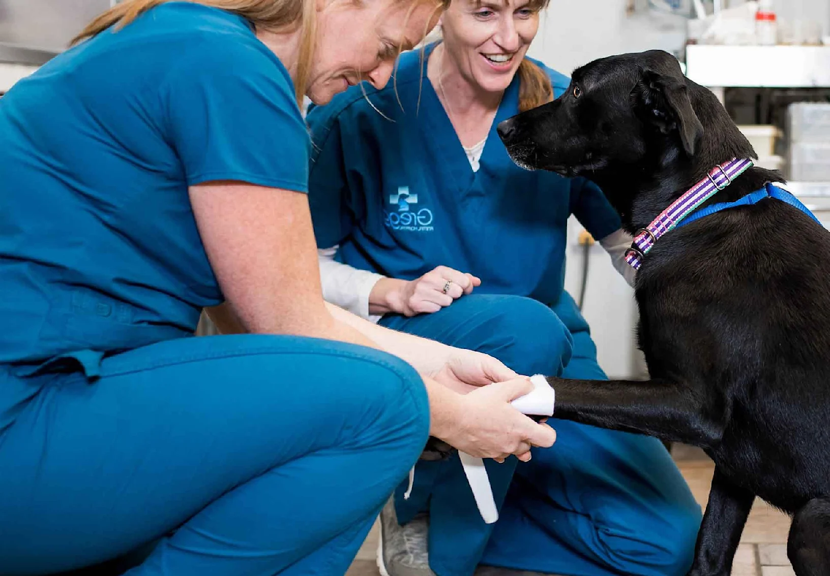 Black dog sitting with Gregg Animal Hospital staff