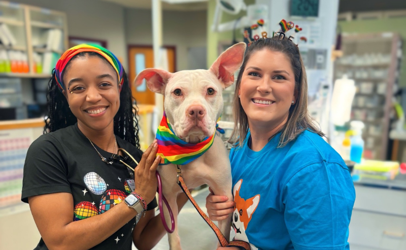 Two Staff Members with a Dog Wearing Rainbow Pride