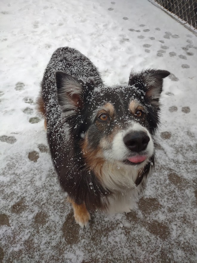 Black Dog Playing in the Snow