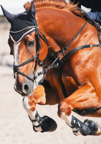 Horse jumping over a hurdle