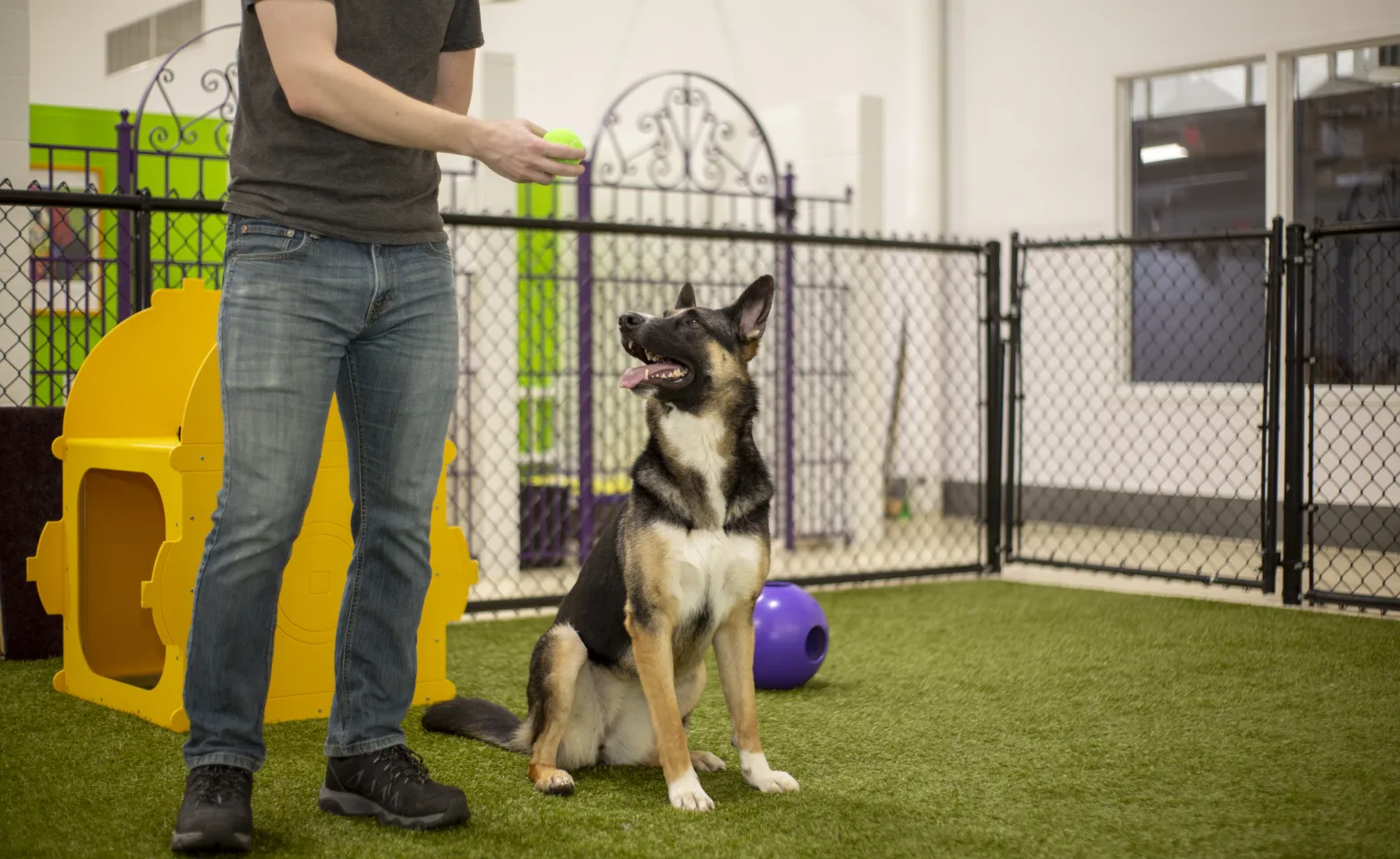 Dog and trainer Dog and trainer