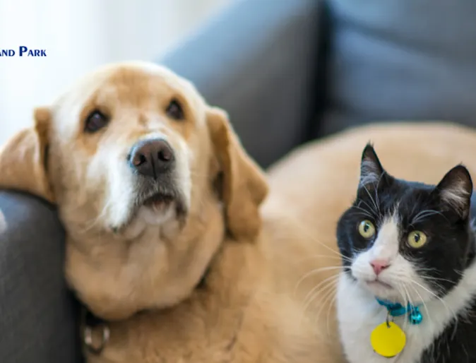 Dog & Cat on a Blue Couch Dog & Cat on a Blue Couch