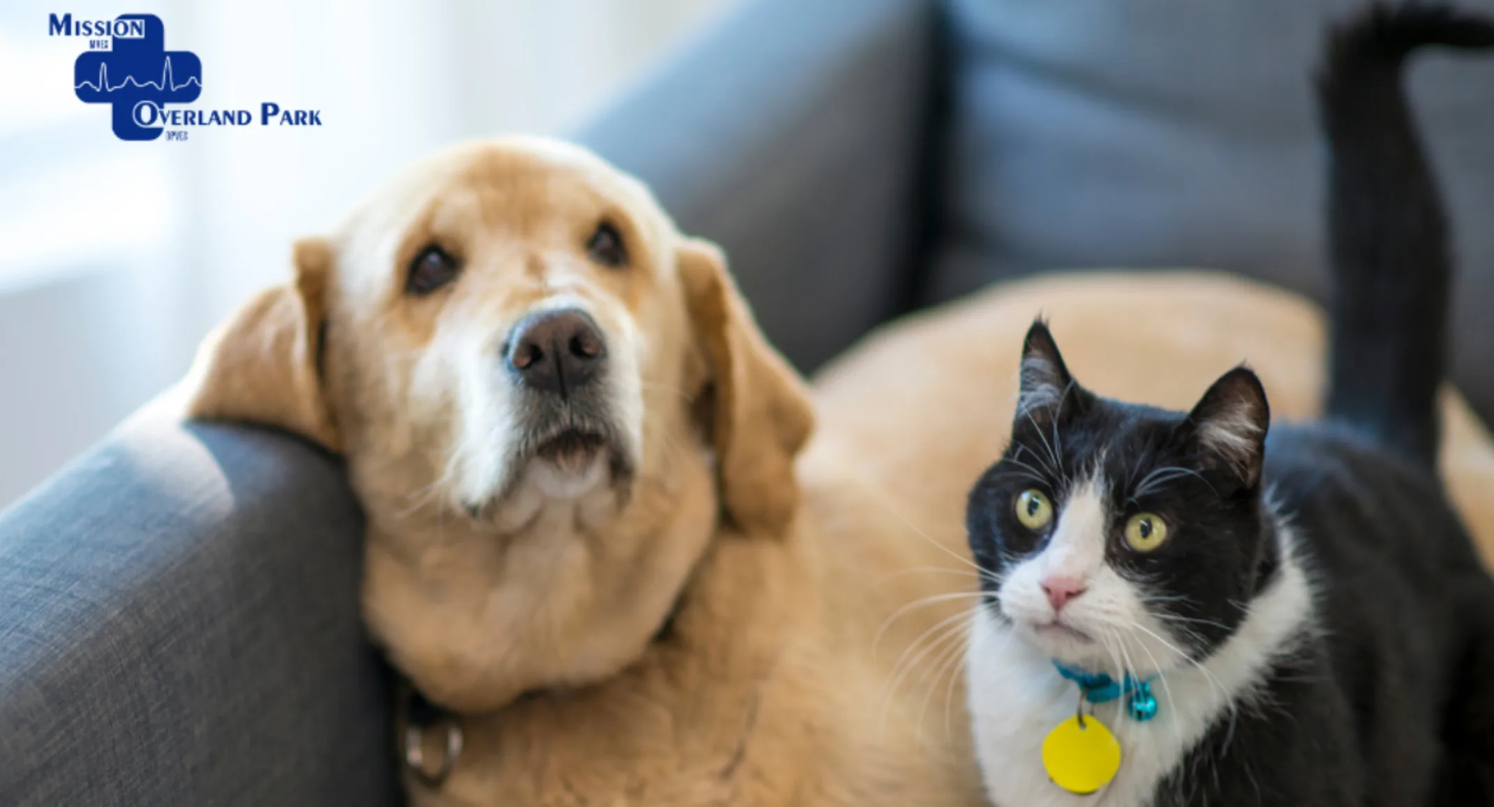 How to Prepare Your Home for a New Pet: Essential Tips