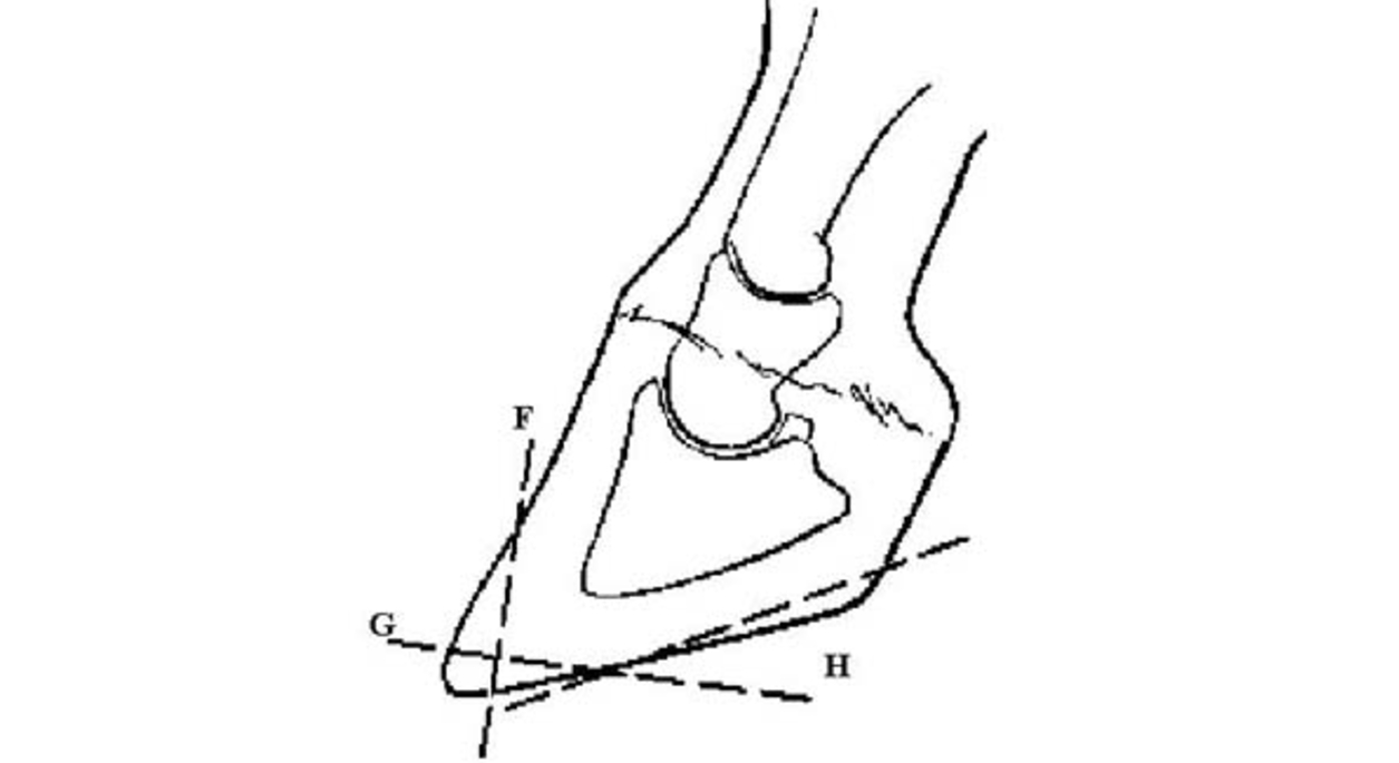 Laminitis illustration