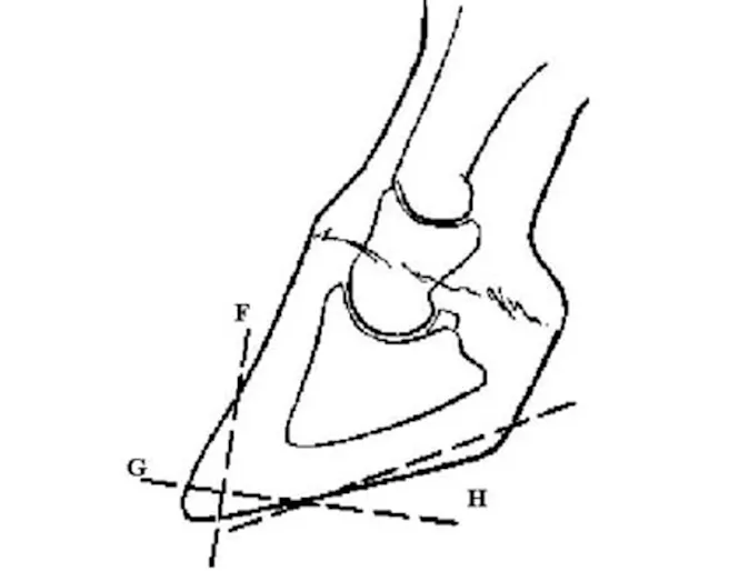 Laminitis illustration Laminitis illustration