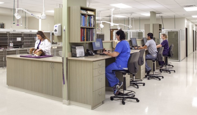 Veterinary staff at work