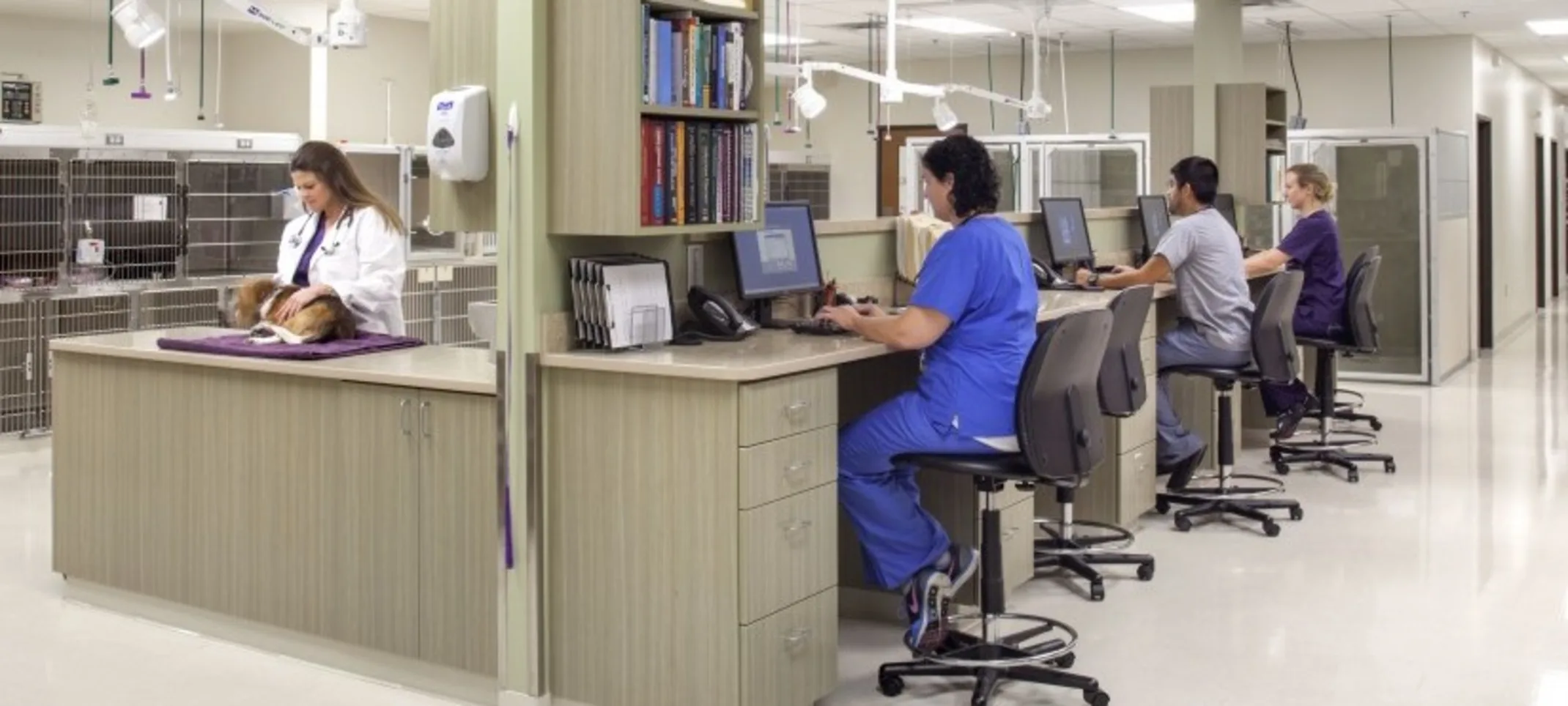 Veterinary staff at work Veterinary staff at work