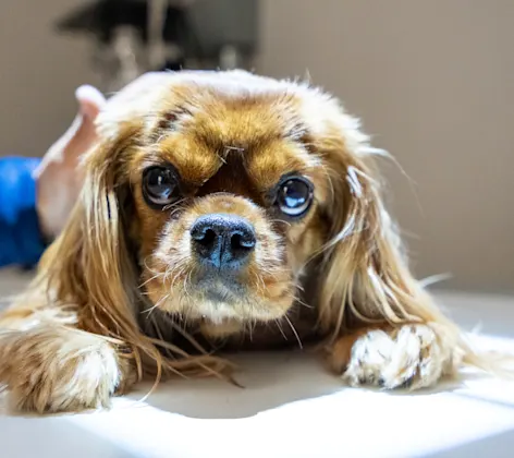 Dog sitting on table getting petted by vet Dog sitting on table getting petted by vet