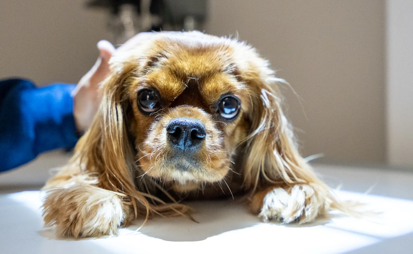 Dog sitting on table getting petted by vet Dog sitting on table getting petted by vet