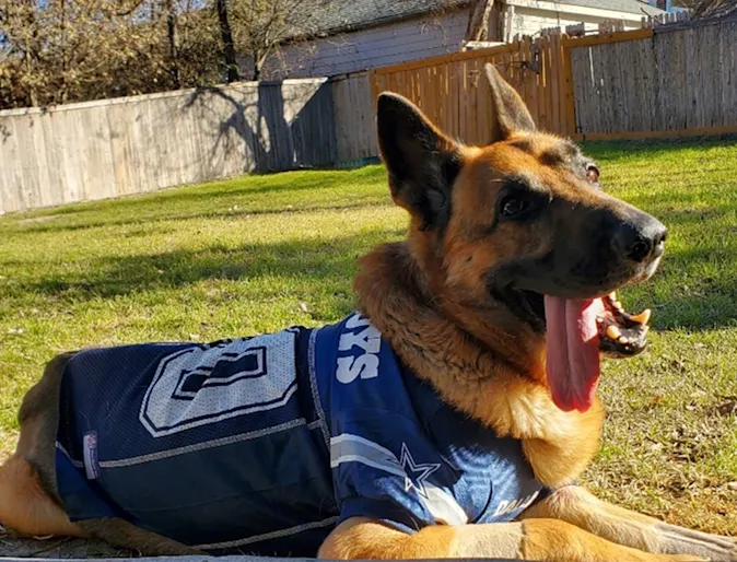 Intracranial Aspergillus Granuloma in a German Shepherd Dog Presenting for Seizures Intracranial Aspergillus Granuloma in a German Shepherd Dog Presenting for Seizures