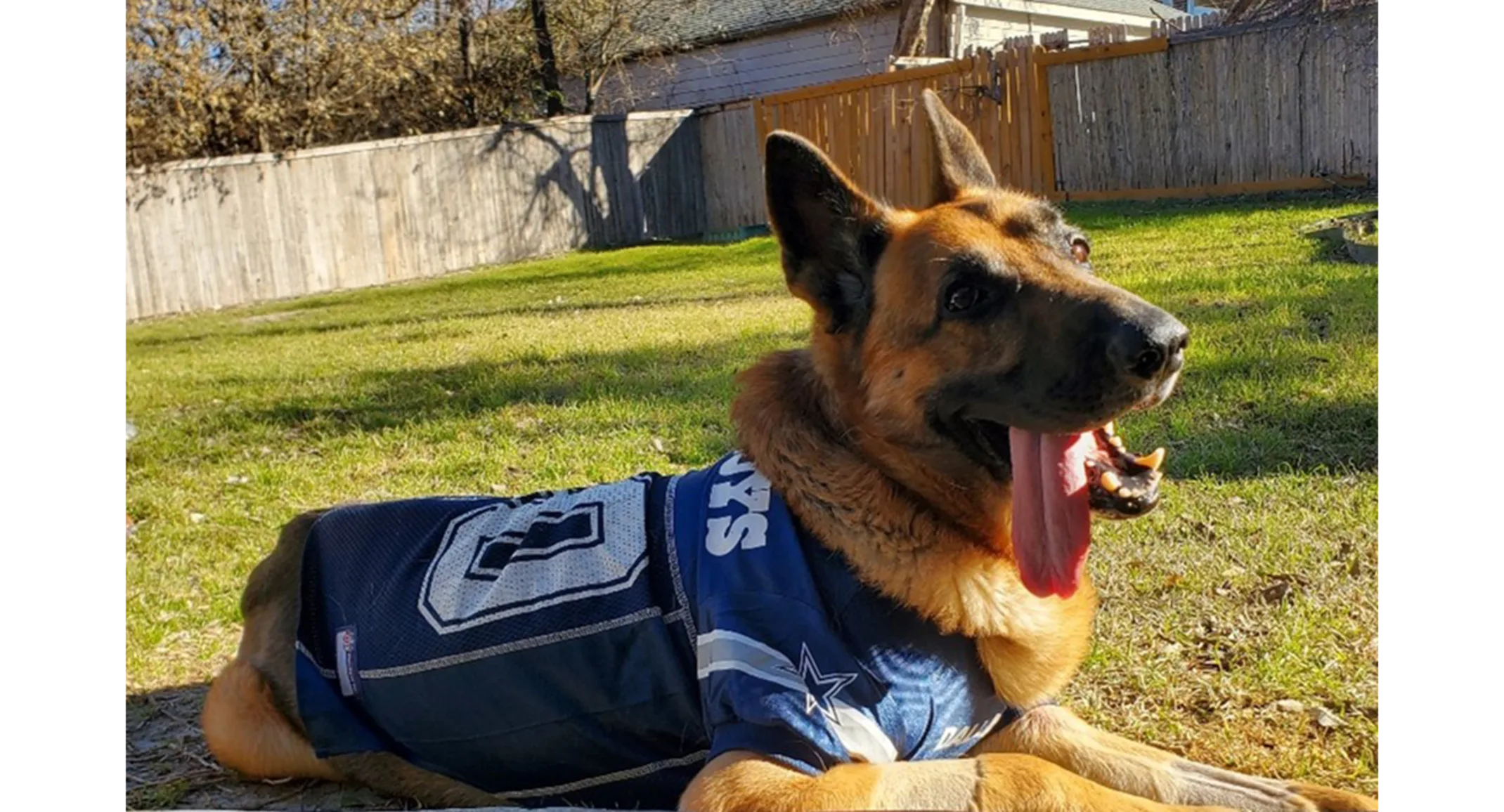 Intracranial Aspergillus Granuloma in a German Shepherd Dog Presenting for Seizures Intracranial Aspergillus Granuloma in a German Shepherd Dog Presenting for Seizures