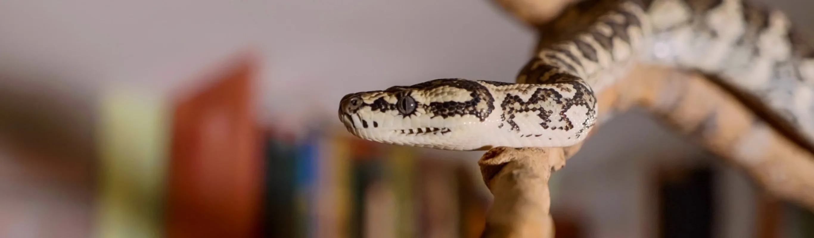 Snake on a Branch