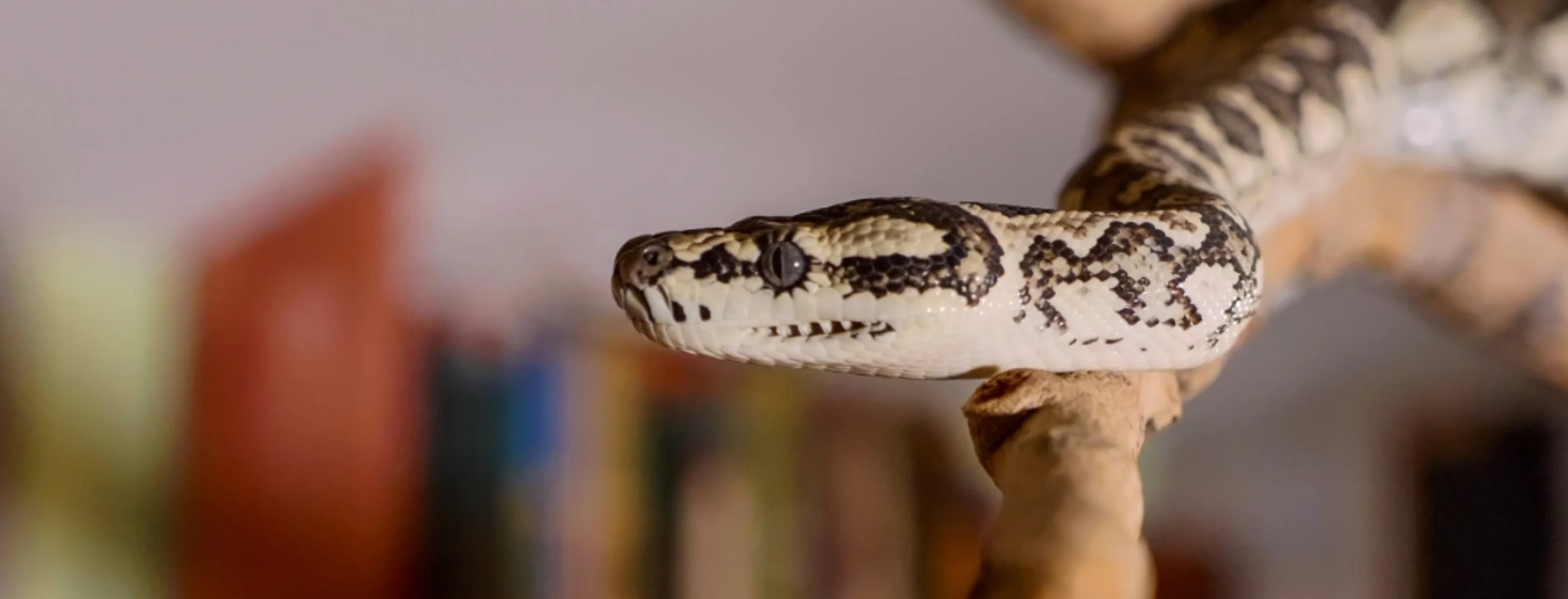 Snake on a Branch