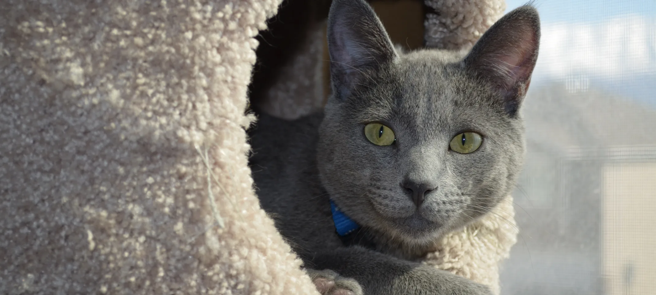 Cat poking his head out of a cat tree