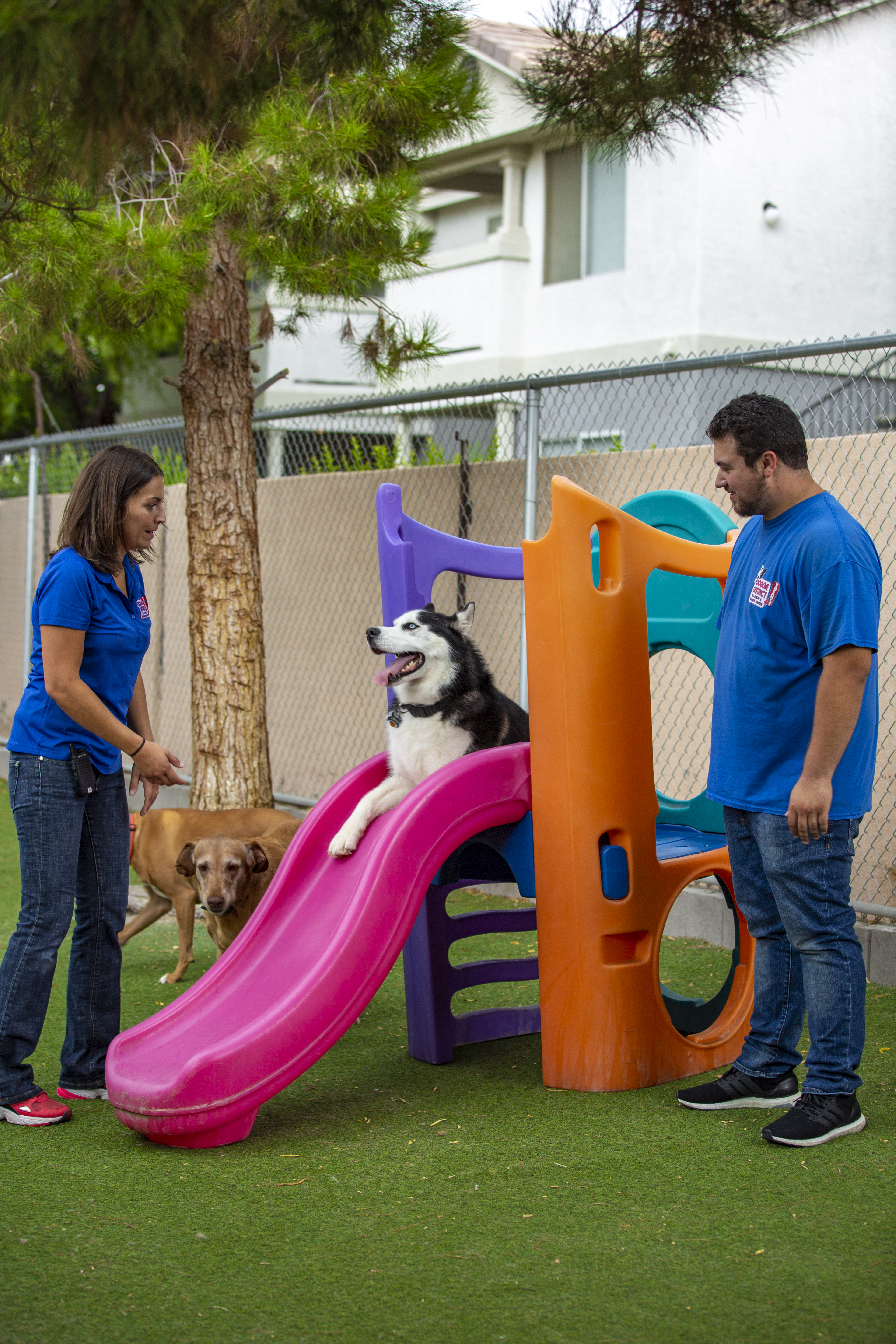 dog at doggie district play ground