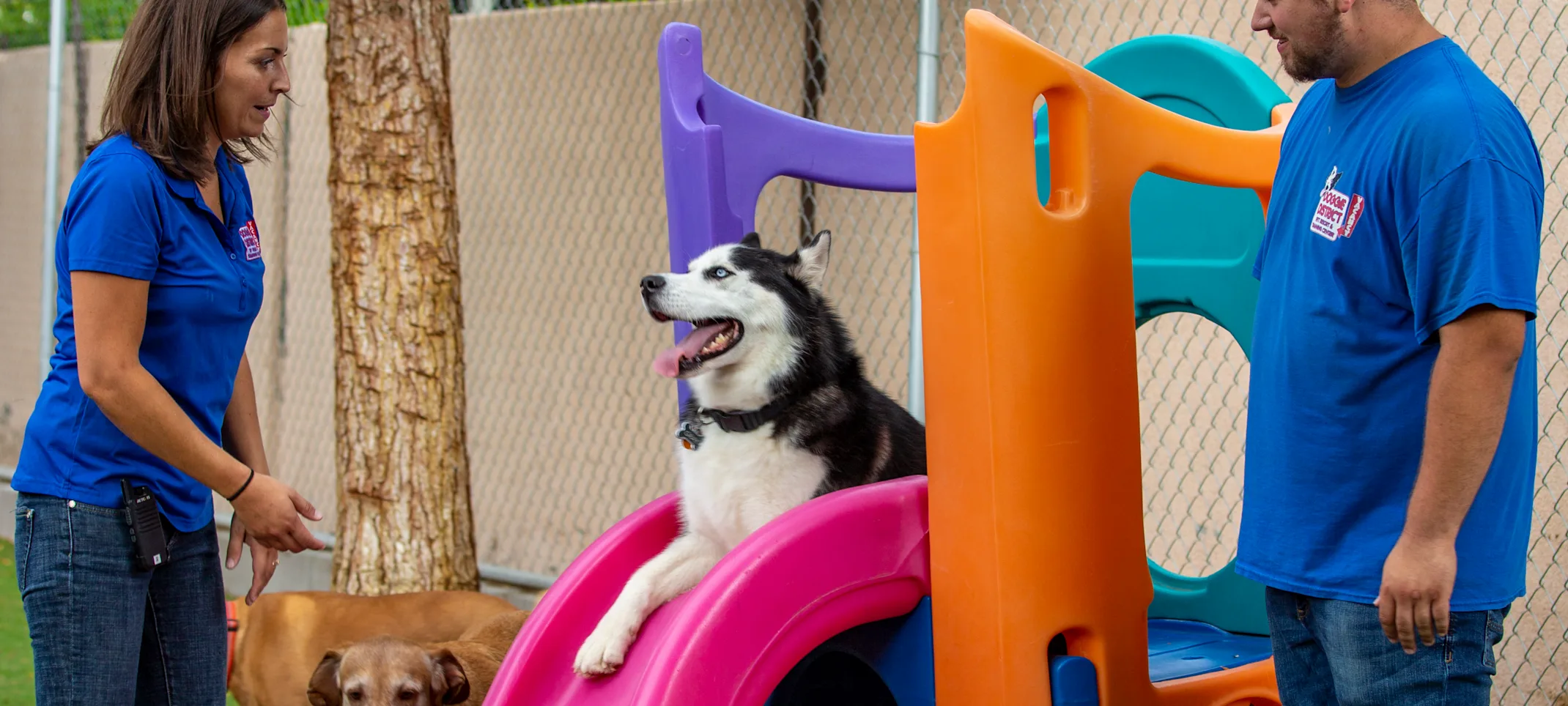 dog at doggie district play ground dog at doggie district play ground