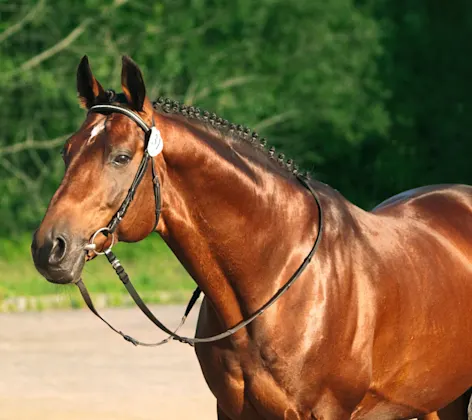 Performance horse standing with a green leafy background. Performance horse standing with a green leafy background.