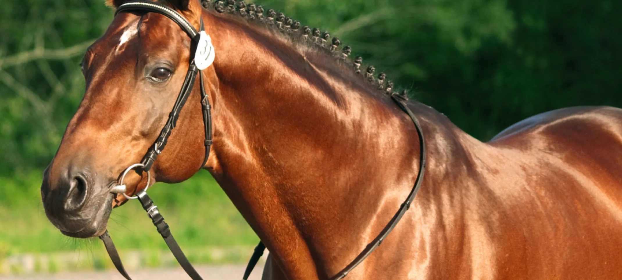 Performance horse standing with a green leafy background. Performance horse standing with a green leafy background.