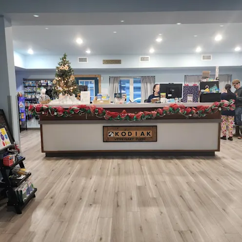 Receptionist Desk with Holiday Decorations at Kodiak Veterinary Clinic Receptionist Desk with Holiday Decorations at Kodiak Veterinary Clinic