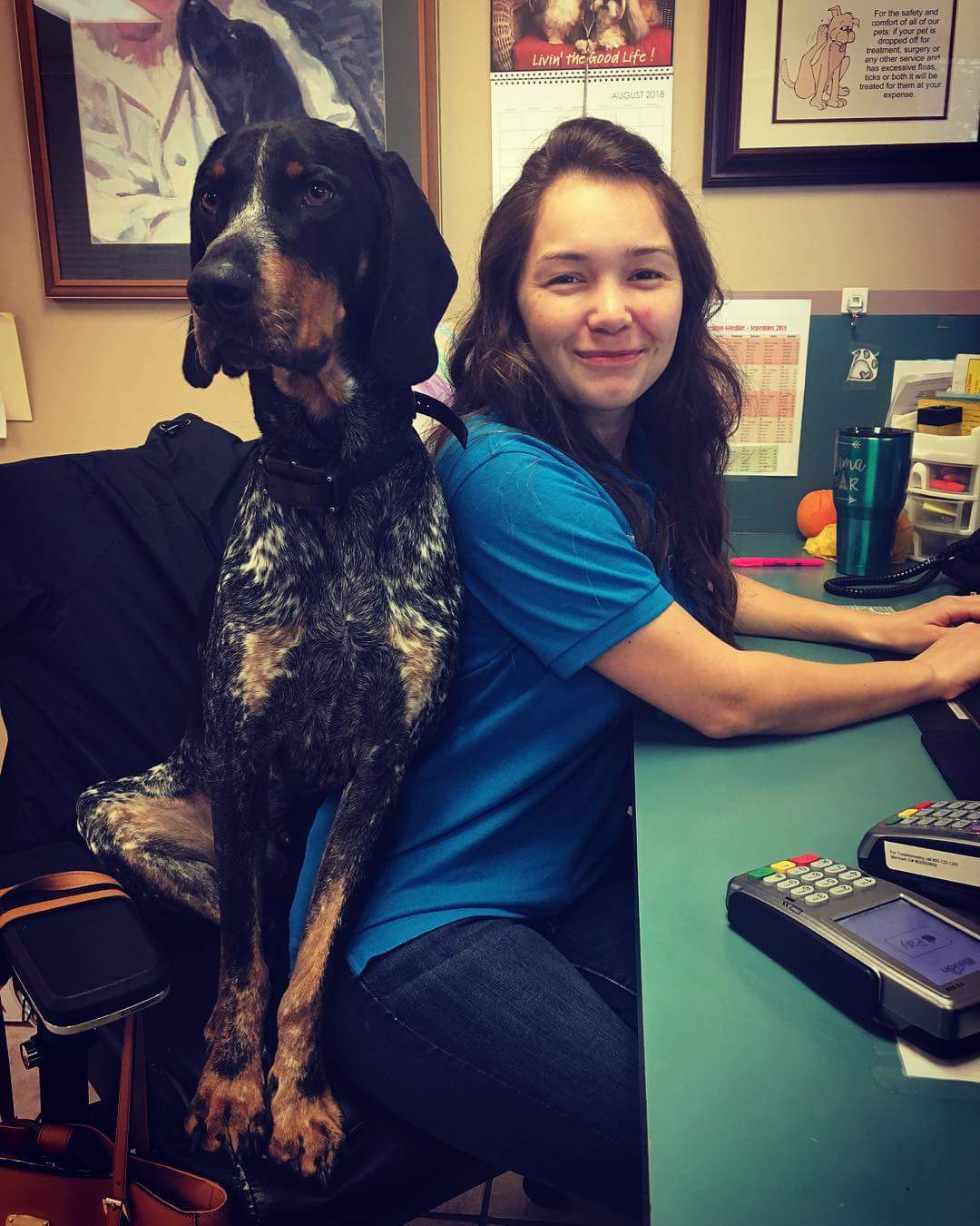 dog in chair with staff member