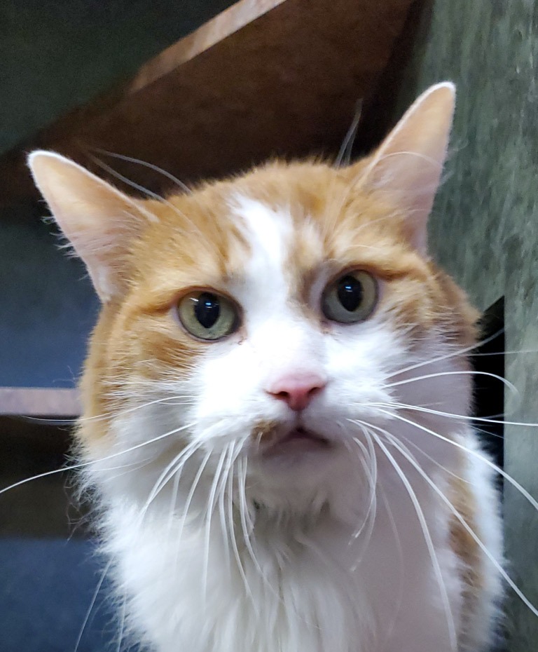 Orange and White cat in a cubby