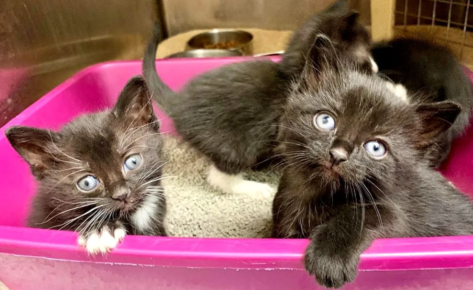 Three kittens in a pink litter box at Rippowam Animal Hospital
