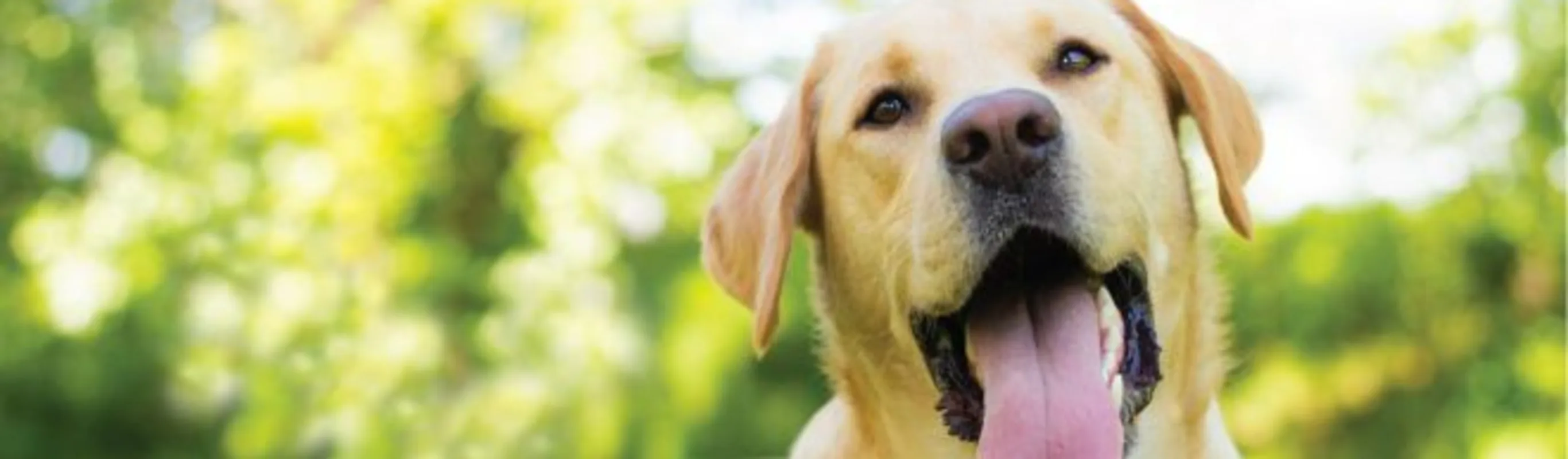 Golden Retriever at Companion Animal Hospital Golden Retriever at Companion Animal Hospital