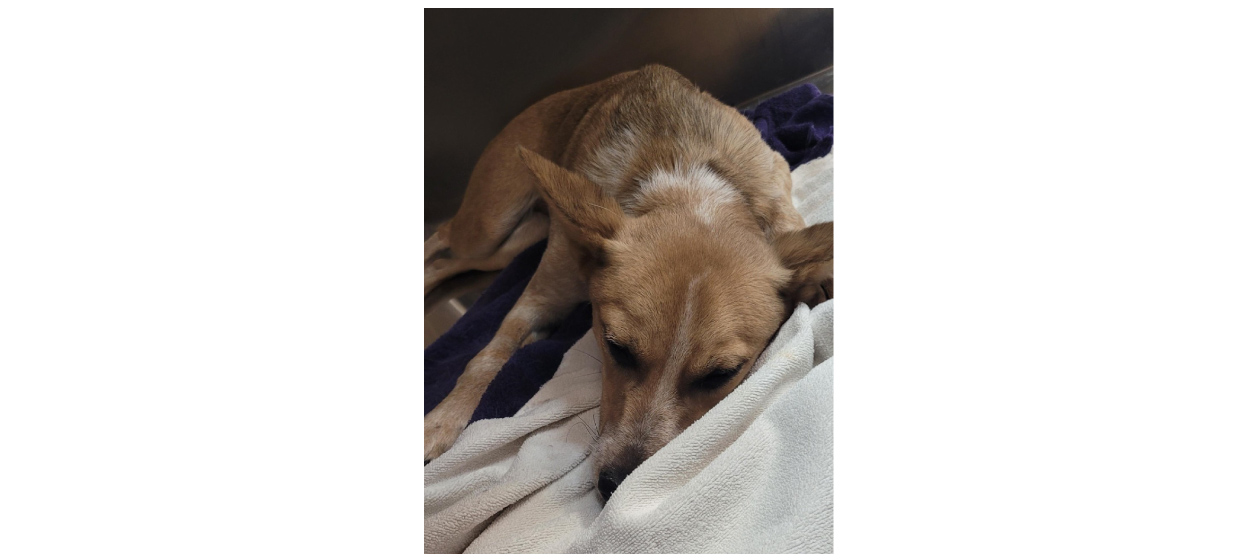 Brown and white dog laying down on white sheets.