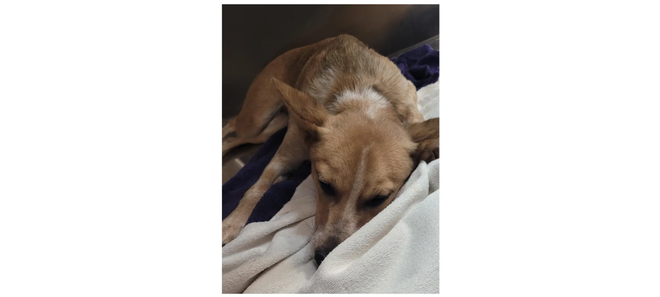 Brown and white dog laying down on white sheets. Brown and white dog laying down on white sheets.
