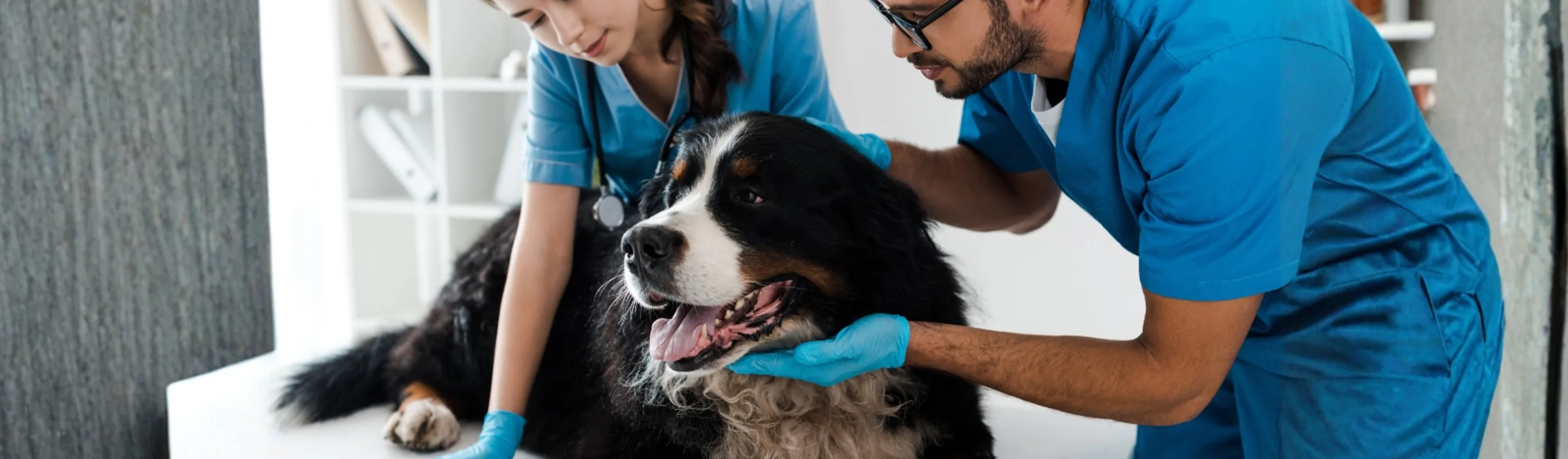 Bernese mountain dog being examined by male and female veterinarians Bernese mountain dog being examined by male and female veterinarians
