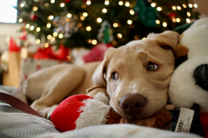 A dog relaxes on a couch at home. 