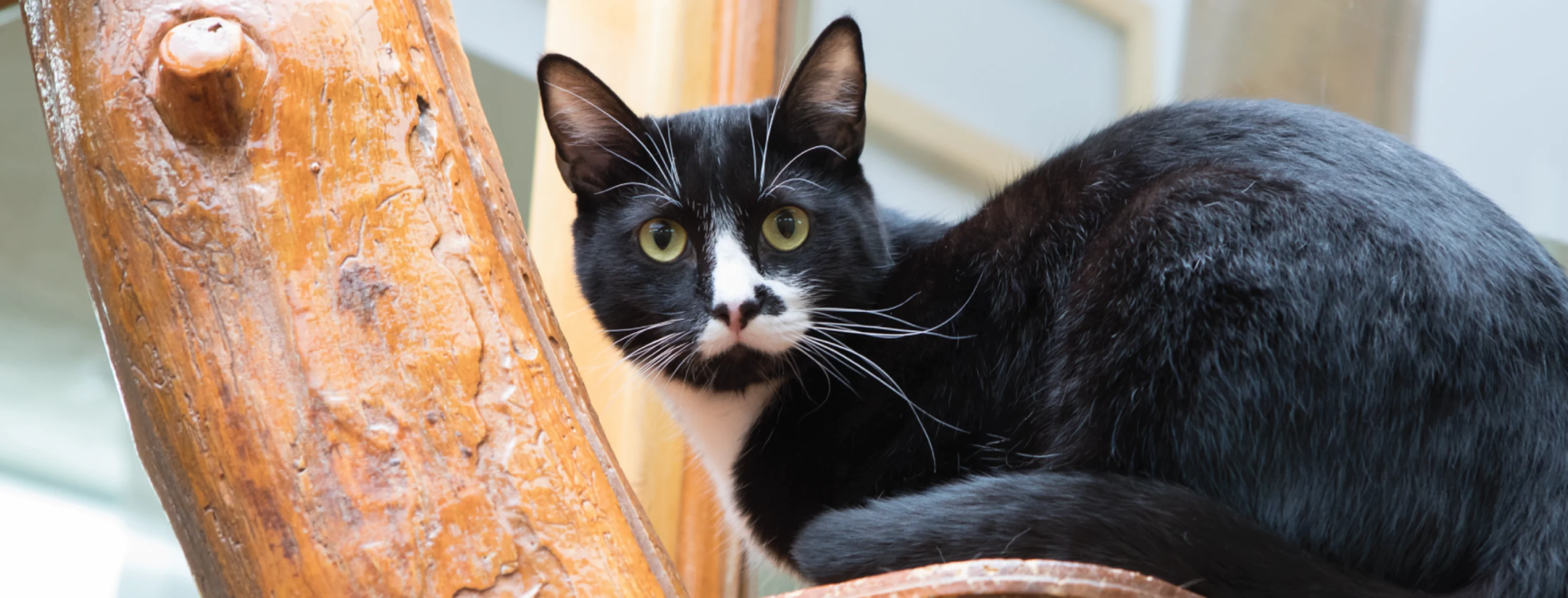 Cat in cat tree at the Feline Inn Cat in cat tree at the Feline Inn