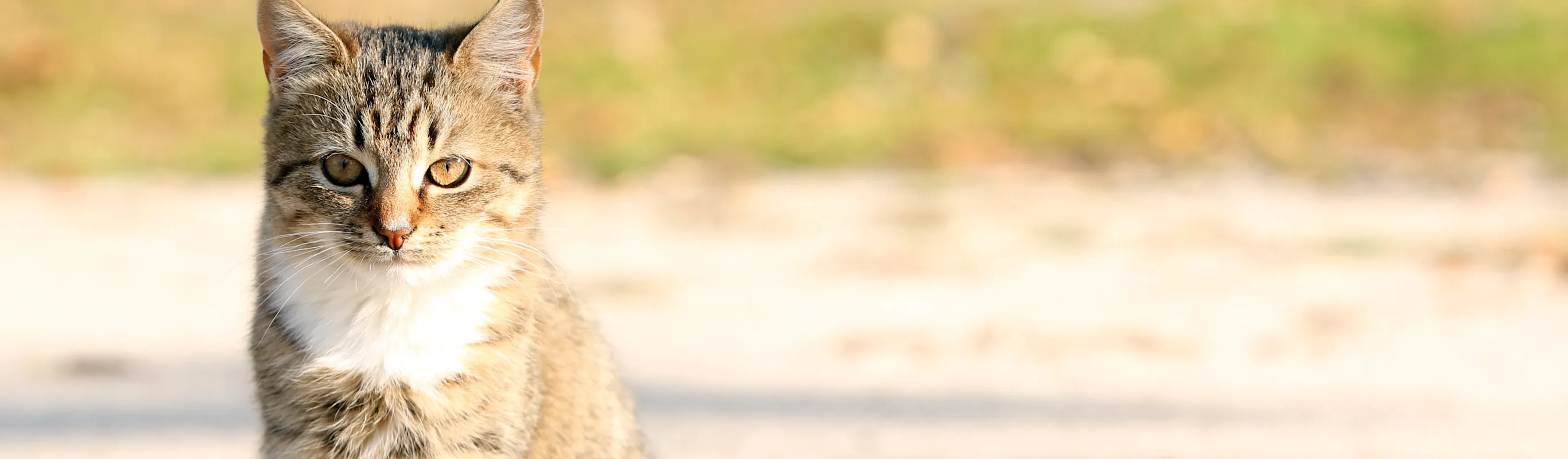 Cat sitting on a gravel road