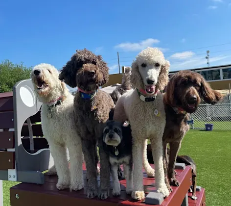 Five dogs in a playground Five dogs in a playground