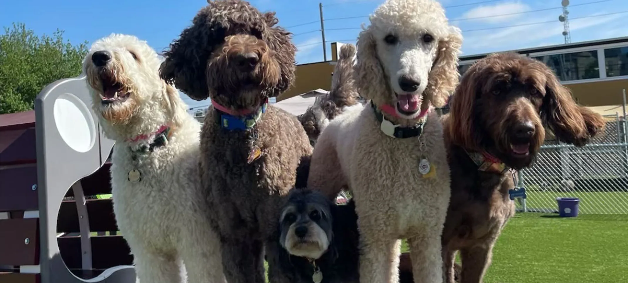 Five dogs in a playground Five dogs in a playground