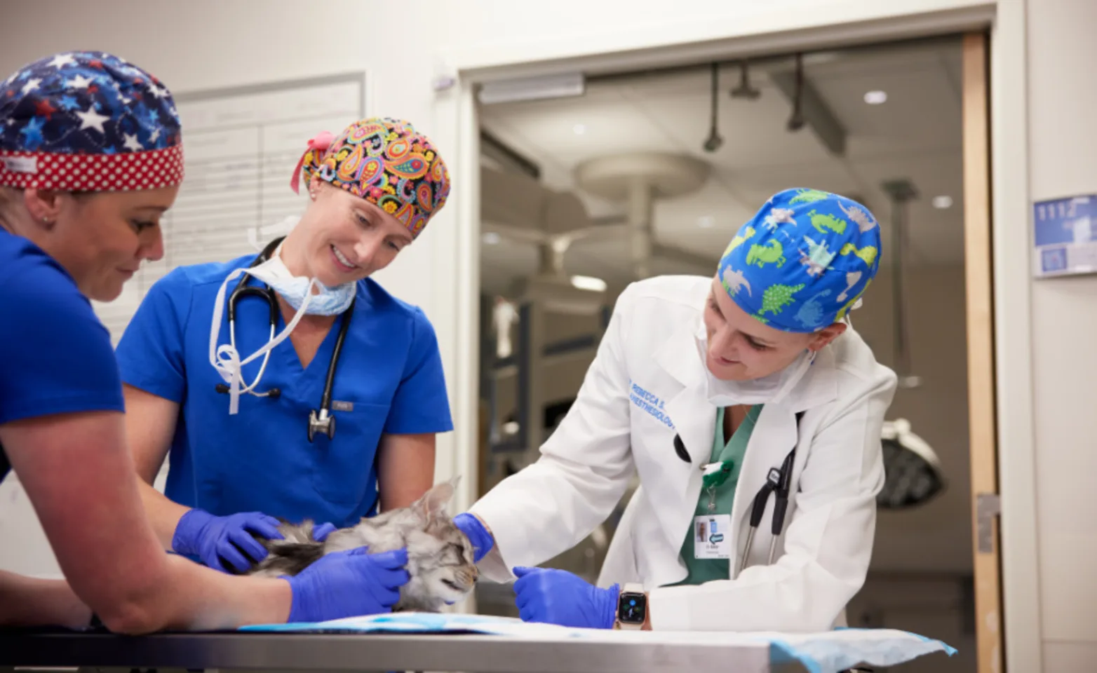 veterinarians tending to pet veterinarians tending to pet