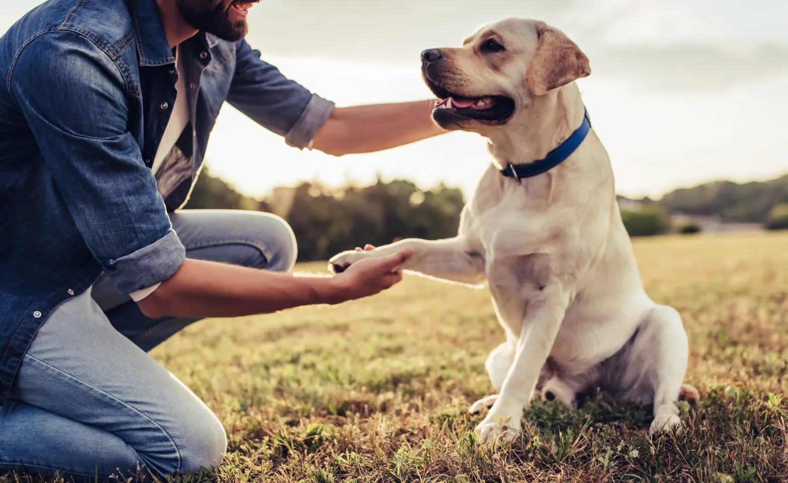 Dog and man shaking hands
