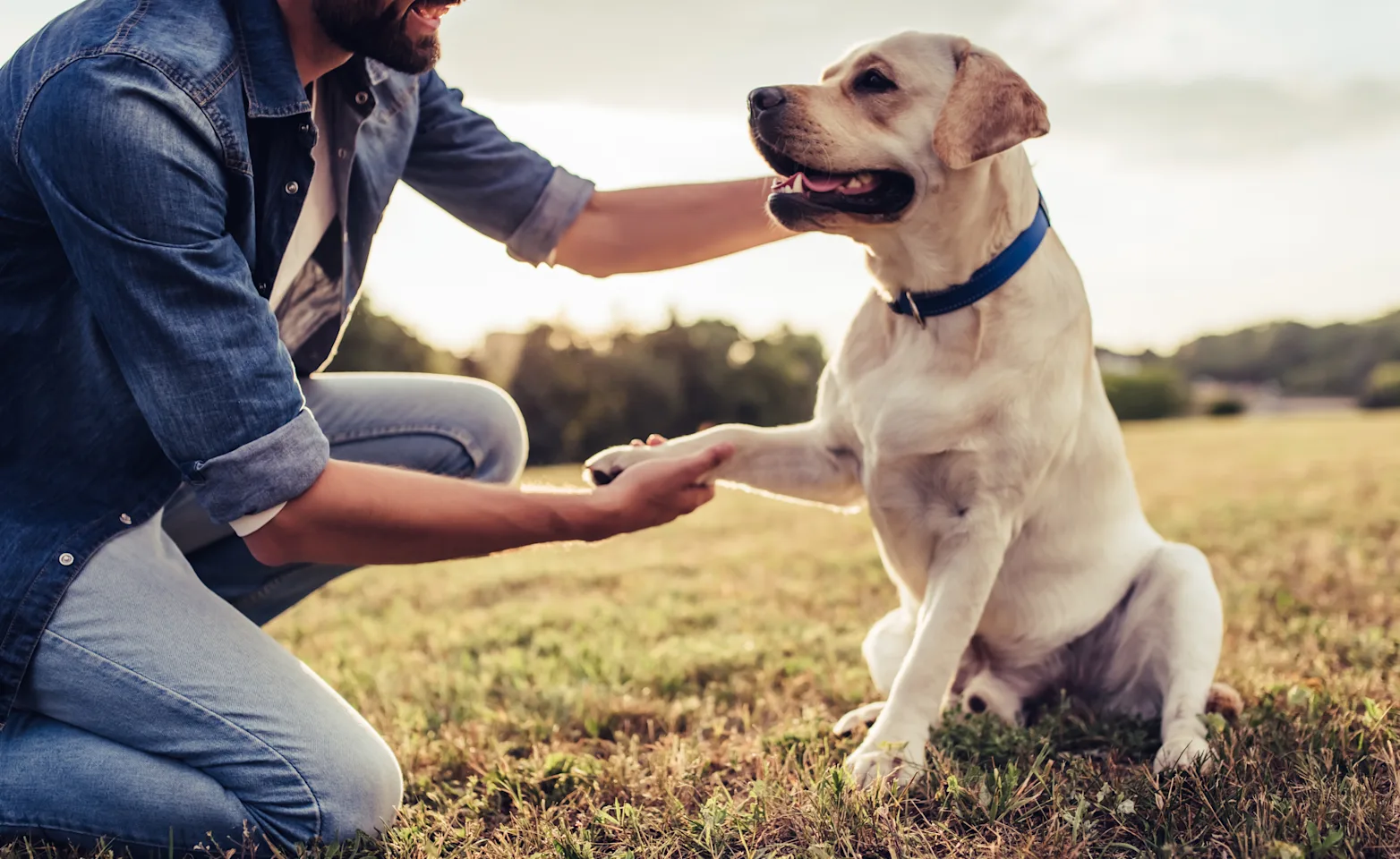 Dog and man shaking hands Dog and man shaking hands
