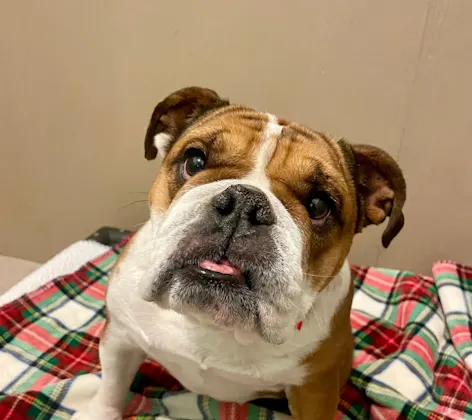 Dog in a bed with a checkered blanket Dog in a bed with a checkered blanket