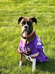 Dog Wearing Purple Sports Jersey