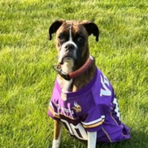 Dog Wearing Purple Sports Jersey Dog Wearing Purple Sports Jersey
