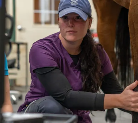 Staff member looking at an image of a horse's leg Staff member looking at an image of a horse's leg