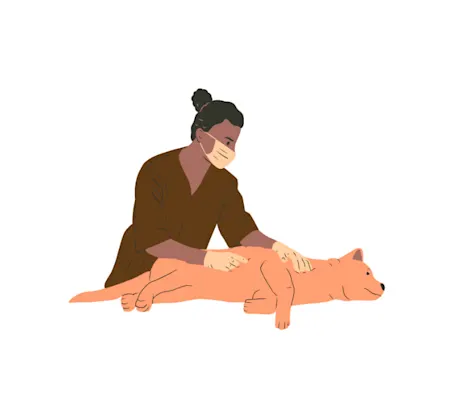 Cartoon Veterinarian Examining Orange Dog Cartoon Veterinarian Examining Orange Dog